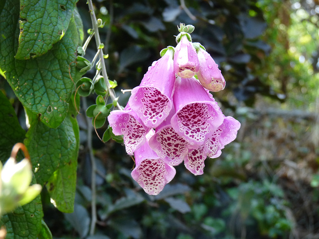 foxglove