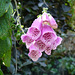 foxglove