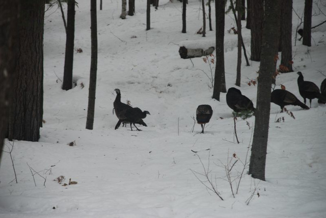 Wild Turkeys