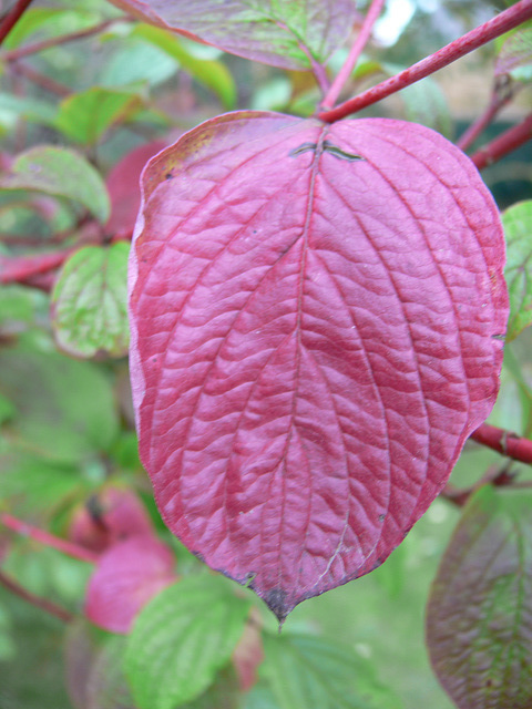 rotes Hartriegelblatt