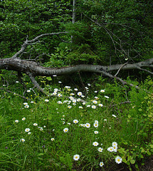 Along the Road to Horseshoe Harbor