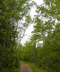 Along the Road to Horseshoe Harbor