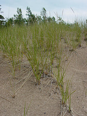 Dune Grass