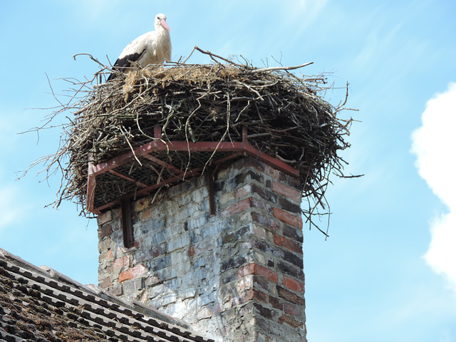 Storchennest in Tremsdorf