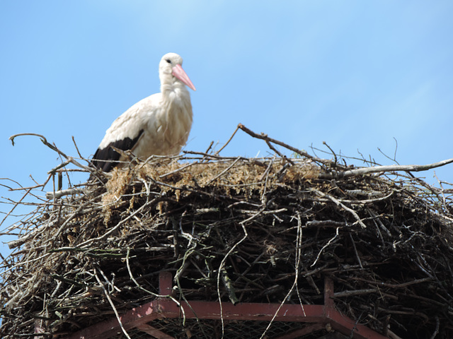 Storchennest in Tremsdorf