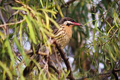 Spiny-cheeked Honeyeater