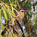 Spiny-cheeked Honeyeater