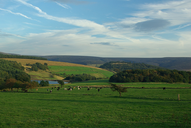 Grass, cows, Reservoir, Cat Wood, Shire Hill, Snake summit, cloud, sky