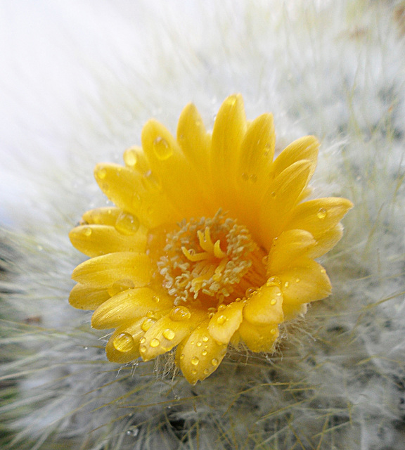 Parodia microsperma aureispina