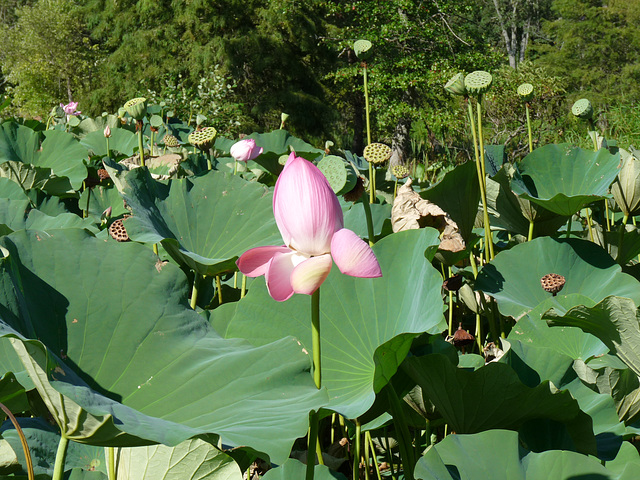 lotus