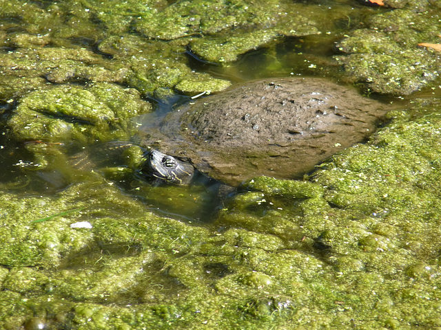 Kenilworth turtle