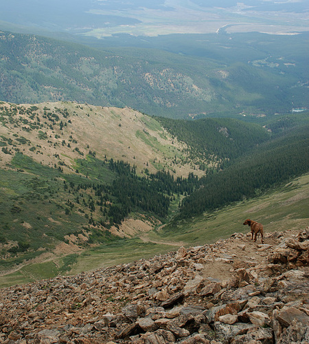 Mountain Dog