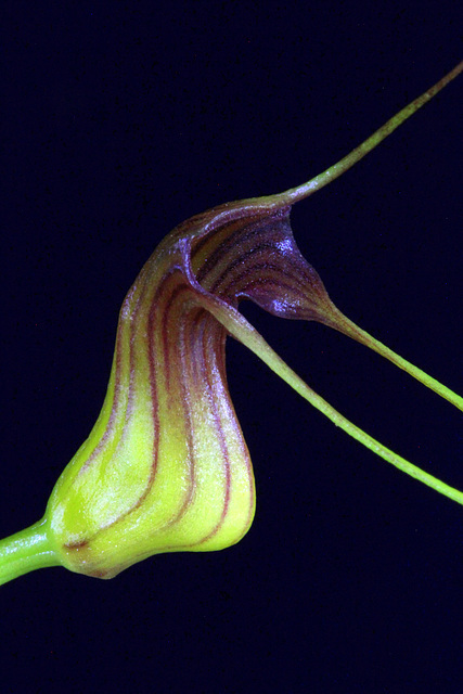 Masdevallia filaria