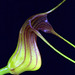 Masdevallia filaria