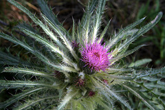 Cluster Thistle