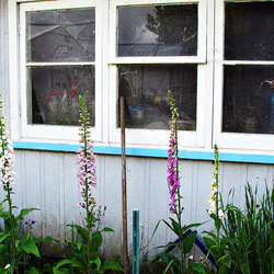 Foxgloves in front of window reflection