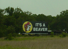 It's a Beaver