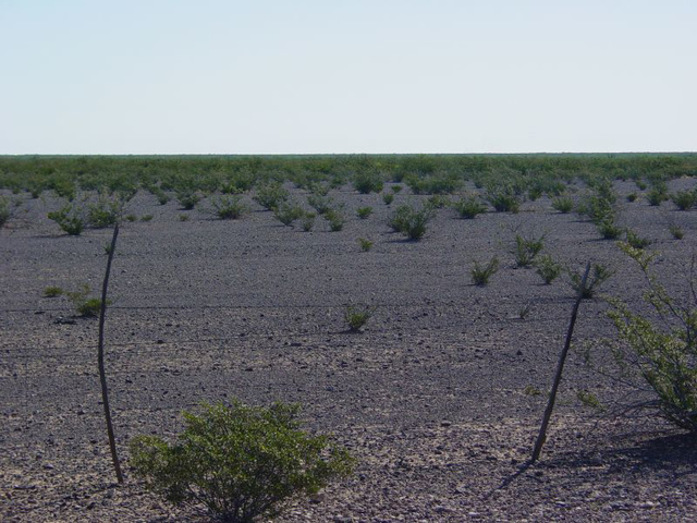 Bleak But Not Quite Barren