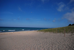 Beach and Birds