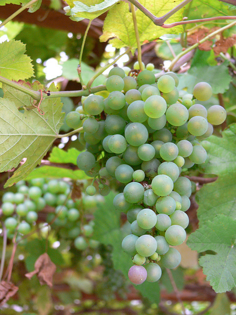 Weintrauben - Marke Eigenbau