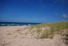 Beach Grass