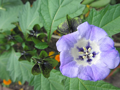 Nicandra physalodes