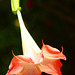 Angel's Trumpet