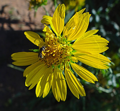 61 Tiny Sweat Bee on Sunflower