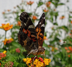 American Lady butterfly  (Vanessa virginiensis)