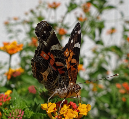 American Lady butterfly (Vanessa virginiensis) American Lady butterfly (Vanessa virginiensis)