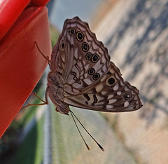 Southern Pearly Eye butterfly (Enodia portlandia)