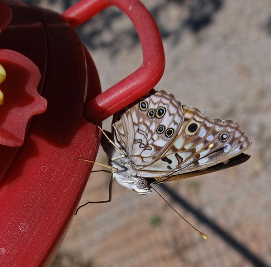 Southern Pearly Eye butterfly (Enodia portlandia) Southern Pearly Eye butterfly (Enodia portlandia)