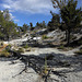 Mammoth Hot Springs