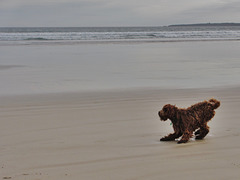 Waratah Bay at high tide