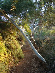 Gardens by the creek Quorn