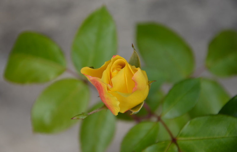 Une rose jaune