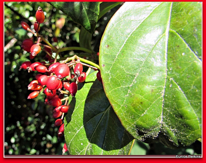 Berries and Leaves