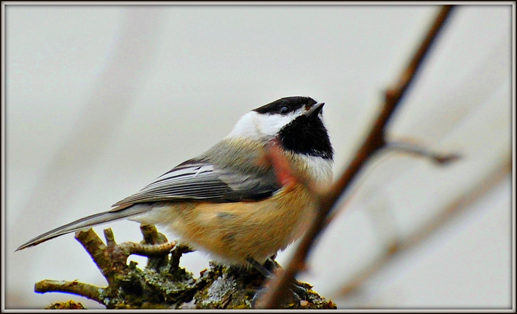 Chickadee