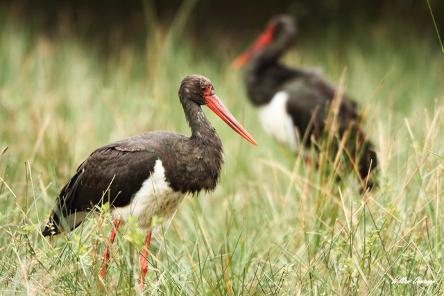 cigogne noire