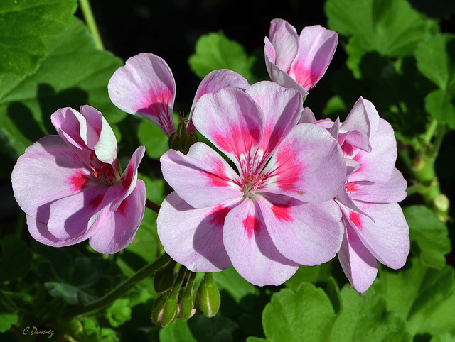 Géranium ROSA