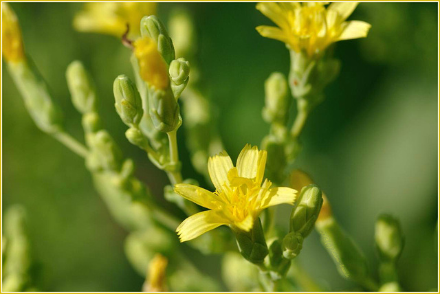 in Saat geschossen / blossoms of lettuce