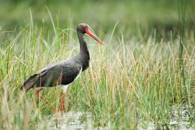 cigogne noire