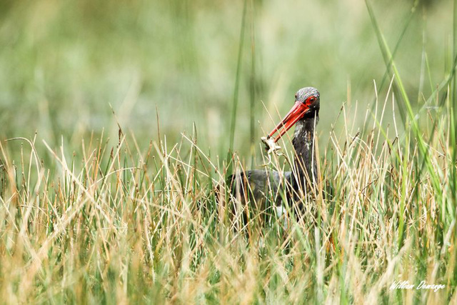 Cigogne noire à la pêche à la grenouille