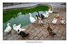 Ducks at Surrey Docks Farm - London - 6.8.2008