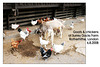 Goats & chickens at Surrey Docks Farm - London - 6.8.2008