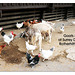 Goats & chickens at Surrey Docks Farm - London - 6.8.2008