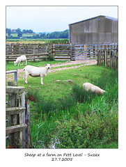 Sheep at farm on Pett Level - East Sussex - 27.7.2005