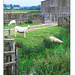 Sheep at farm on Pett Level - East Sussex - 27.7.2005
