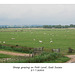 Sheep on Pett Level - East Sussex - 27.7.2005