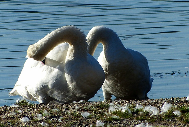 Toilette synchronisée